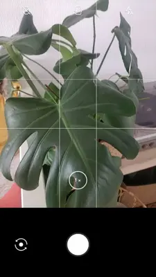 LeafSnap android App screenshot 0